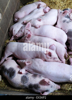 Les porcs et porcelets Saddleback britannique à Hesketh farm Park, Skipton, Yorkshire Banque D'Images