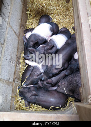 Les porcs et porcelets Saddleback britannique à Hesketh farm Park, Skipton, Yorkshire Banque D'Images