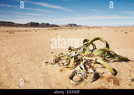 Une plante du désert, fossile vivant dans le désert de Namib Welwitschia mirabilis Banque D'Images