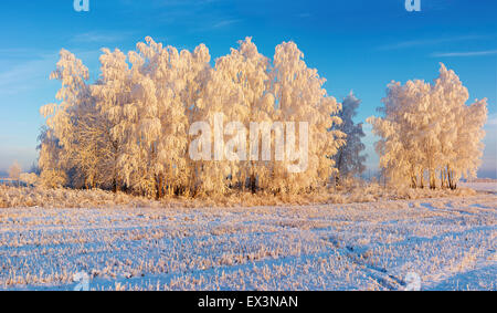Paysage d'hiver avec frosty forest et ciel bleu Banque D'Images