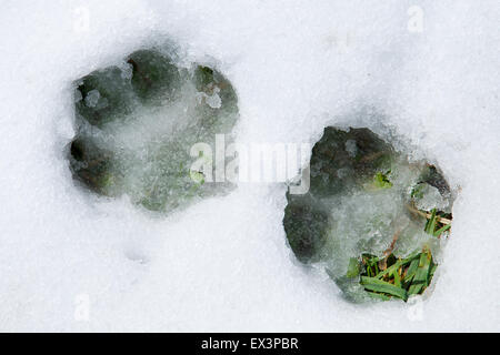Vue rapprochée des empreintes des chiens dans de la neige blanche fraîche et fraîche, avec de l'herbe verte sous le sol. Hiver, neige, empreinte de chien, neige fraîche. Banque D'Images
