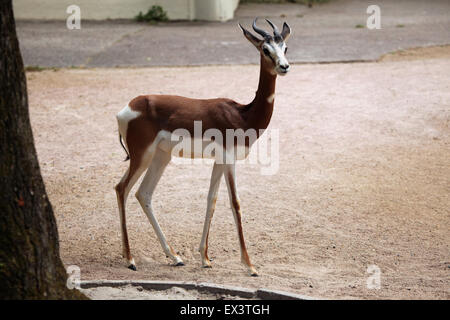 Gazelle de Mhorr Nanger dama mhorr () au zoo de Francfort à Francfort am Main, Hesse, Allemagne. Banque D'Images