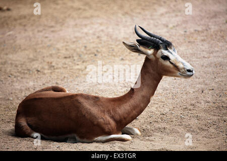 Gazelle de Mhorr Nanger dama mhorr () au zoo de Francfort à Francfort am Main, Hesse, Allemagne. Banque D'Images