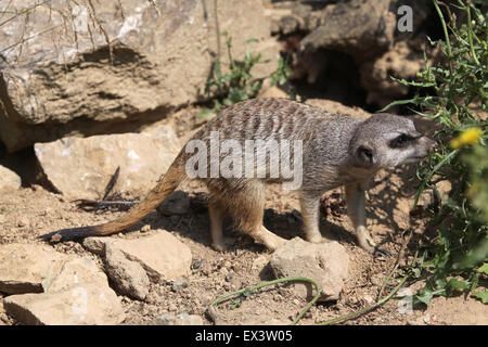 Meerkat (Suricata suricatta), également connu sous le nom de suricate au zoo de Francfort à Francfort am Main, Hesse, Allemagne. Banque D'Images