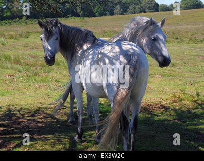 White New Forest Ponies debout à l'ombre en juillet, Hampshire, Royaume-Uni Banque D'Images