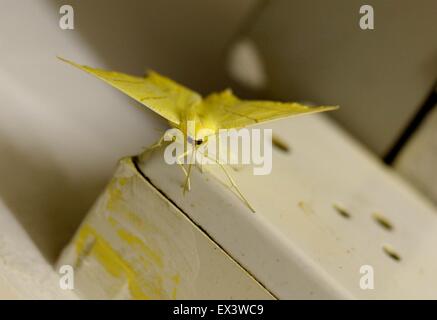 Papillon jaune (Ourapteryx sambucaria) Inside, juillet, Royaume-Uni Banque D'Images
