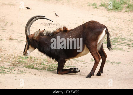 Hippotrague (Hippotragus niger), également connu sous le nom de l'antilope noire au zoo de Francfort à Francfort am Main, Hesse, Allemagne. Banque D'Images