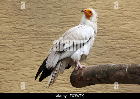 Percnoptère (Neophron percnopterus), également connu sous le nom de vautour charognard blanc au zoo de Francfort, Allemagne. Banque D'Images