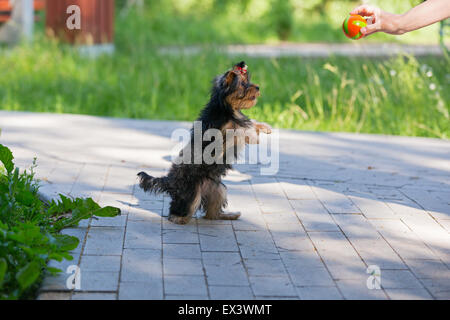 Chiot Yorkshire Terrier joue et a demandé le ballon debout sur ses pattes arrière. Banque D'Images