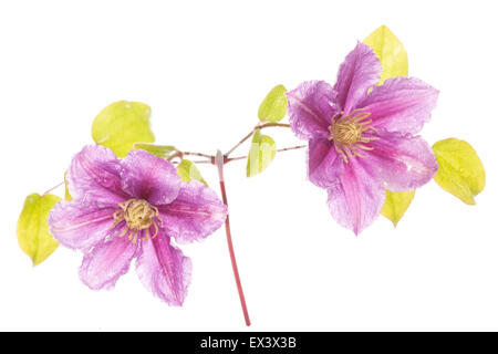 Clematis purple flower silhouette studio Banque D'Images
