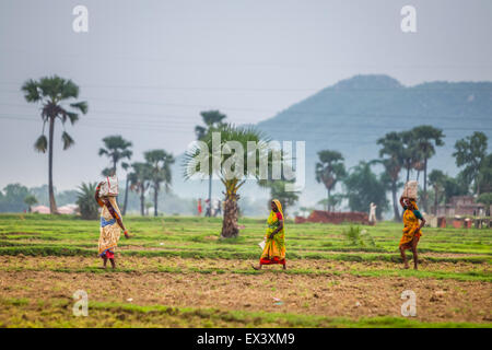 Les femmes à pied à travers champ agricole transportant des charges sur leur tête. Banque D'Images