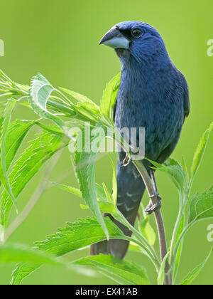 Guiraca bleu sur les mauvaises herbes Banque D'Images