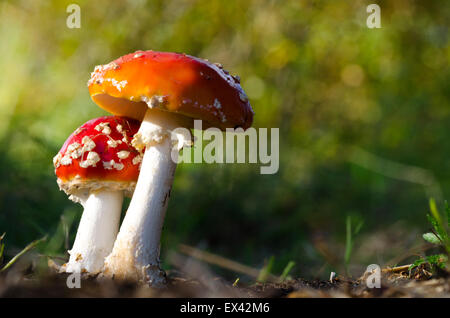 Les champignons (amanitas), Siilinjärvi, Finlande Banque D'Images