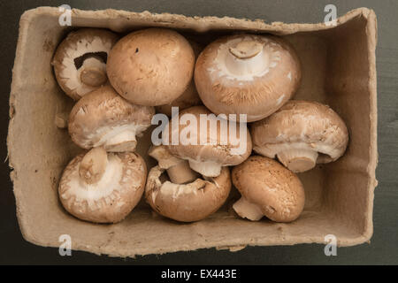 champignons Banque D'Images