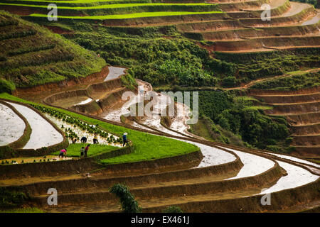 Paysans cultivant le riz en terrasses des rizières entre Sapa et Lao Cai au nord du Vietnam pendant la saison des pluies. Banque D'Images