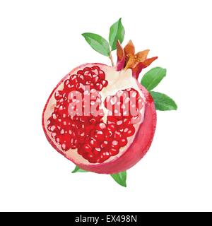 Grenade aquarelle frais vector illustration Illustration de Vecteur