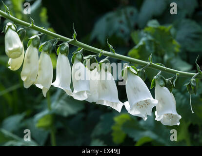 La digitale blanche fleur poussant dans un jardin Alsager Cheshire England Royaume-Uni UK Banque D'Images