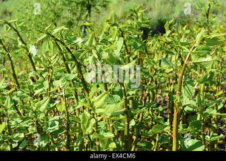 La croissance Sachalinense Polygonum Banque D'Images