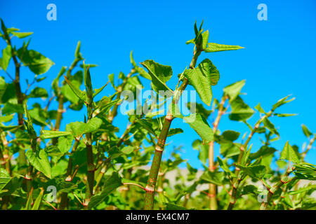 La croissance Sachalinense Polygonum Banque D'Images