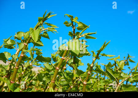 La croissance Sachalinense Polygonum Banque D'Images