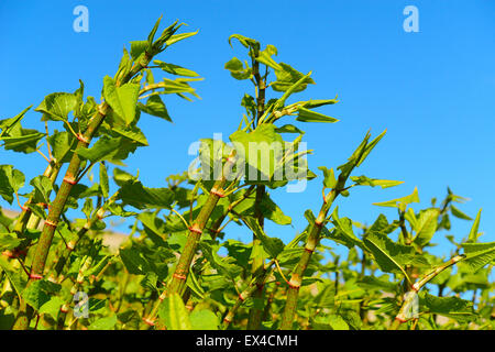 La croissance Sachalinense Polygonum Banque D'Images