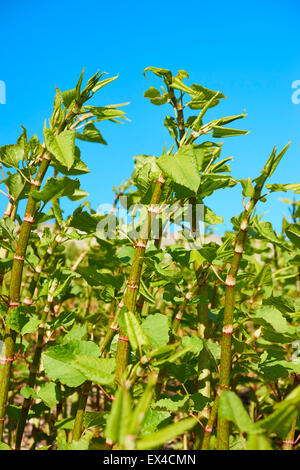 La croissance Sachalinense Polygonum Banque D'Images