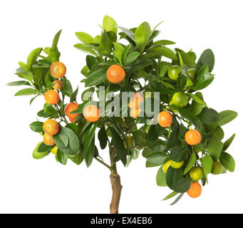 La mandarine tree isolé sur le fond blanc. Banque D'Images
