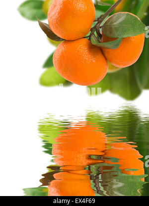 Mandarines mûres avec des feuilles isolées sur fond blanc. Banque D'Images