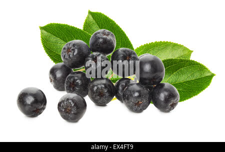 Black chokeberry isolé sur le fond blanc. Banque D'Images