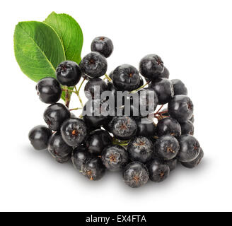 Branche de l'aronie noire (Aronia melanocarpa) isolé sur le fond blanc. Banque D'Images