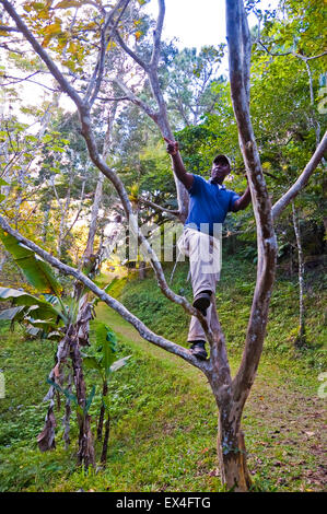 Vue verticale d'un guide touristique dans un arbre en Topes de Collantes Parc National de Cuba. Banque D'Images