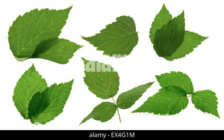 Feuilles de terminal blackberry isolé sur le fond blanc. Banque D'Images