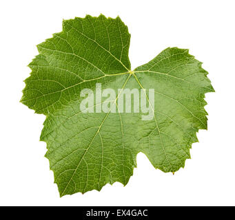 Laisser le raisin isolé sur fond blanc. Banque D'Images