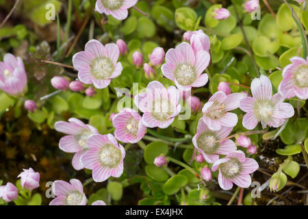 Bog Pimpernel Anagallis tenella, Gower, au Pays de Galles Banque D'Images