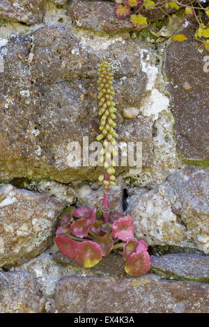 Wall ombelle, ombilic rupestris, Gower, Nouvelle-Galles du Sud Banque D'Images