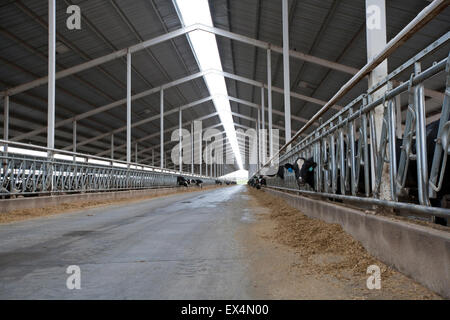 Ferme laitière à Badger Creek, près de Fort Morgan, Colorado, USA Banque D'Images