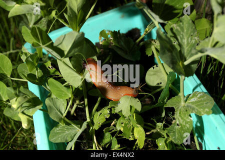 Une slug illustré de gruger un légume Pois plante dans un pot de jardin dans la région de Chichester, West Sussex, UK. Banque D'Images