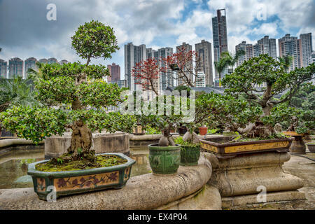 Collection de bonsaïs à Hong Kong Banque D'Images