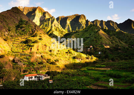 Plantation de bananes, Hermigua. La Gomera, Îles Canaries, Espagne Banque D'Images