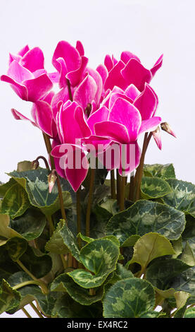 Cyclamen persicum plantes et fleurs sur fond blanc Banque D'Images