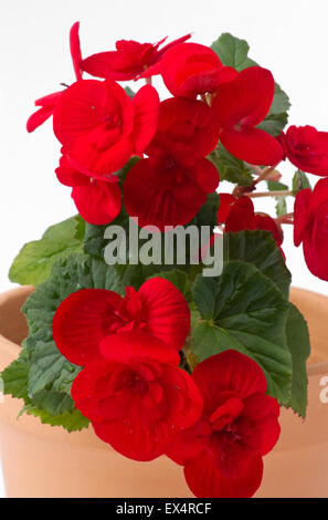 Bégonia rouge dans un pot en terre cuite sur fond blanc Banque D'Images