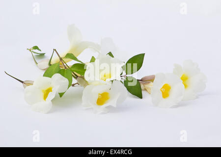 Roi blanc du manteau terrestre, l'horloge de Bush Vine (Thunbergia erecta alba) fleurs sur fond blanc Banque D'Images