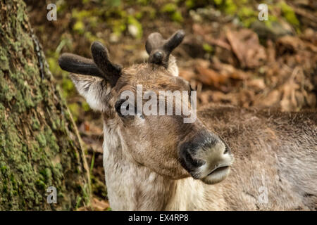 Caribou mâle portrait au Northwest Trek Wildlife Park, près de Washington, aux États-Unis, d'Eatonville Banque D'Images