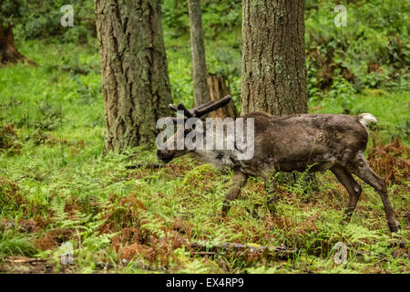 Caribou mâle marche à travers la forêt au Northwest Trek Wildlife Park, près de Washington, aux États-Unis, d'Eatonville Banque D'Images