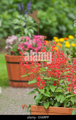 Les pots de fleurs sur un patio de ciment dans une arrière-cour, contenant 'Lady In Red', Dianthus, Calendula et 'Bon Bon Yellow' fleurs Banque D'Images