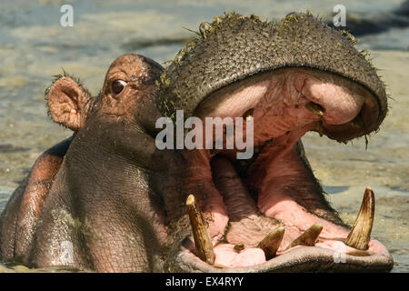 Hippopotame (Hippopotamus amphibius) avec la bouche ouverte, essayant d'établir le territoire dans la région de Tanzanie Serengeti Banque D'Images