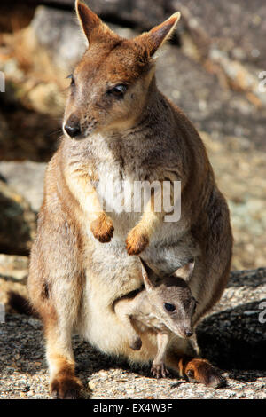 Mère et bébé wallaby joey dans son sachet à Mareeba Gorge de granit Banque D'Images