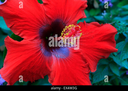 Fleur d'hibiscus rouge vif sur la plante en croissance Banque D'Images