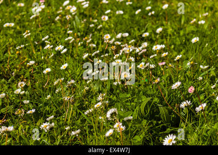 Libre de fleurs Daisy, Bellis perennis, avec des pétales blancs et jaune pistil sur fond vert foncé profond des mauvaises herbes au printemps de l'campagne italienne Banque D'Images