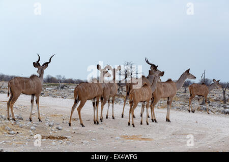 Troupeau de Kudu sur chemin de waterhole, Etosha National Park, Ombika, Kunene, la Namibie. Photographie véritable Banque D'Images